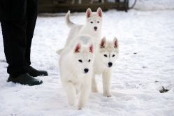 Hope - Wspolne zabawy szczeniat 11 tygodni